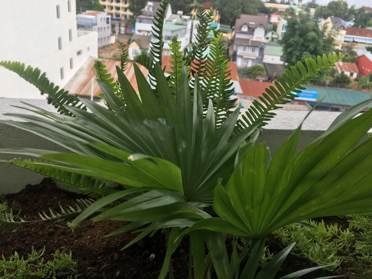 Ivy Hotel Dalat Εξωτερικό φωτογραφία